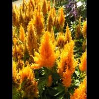 Celosa Argentea L. - Fresh Look Jaune d'or (fam. Amaranthacees)(01)